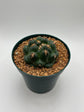 coryphantha elephantidens inermis titan