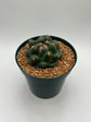 coryphantha elephantidens inermis titan