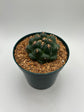 coryphantha elephantidens inermis titan