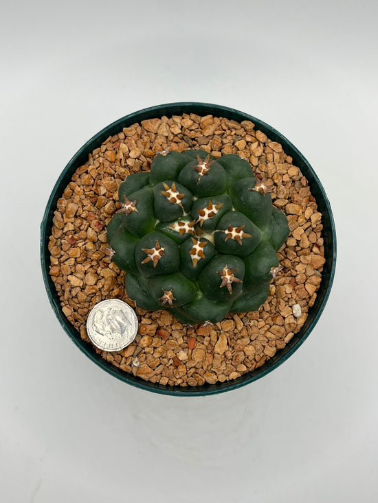 coryphantha elephantidens inermis titan
