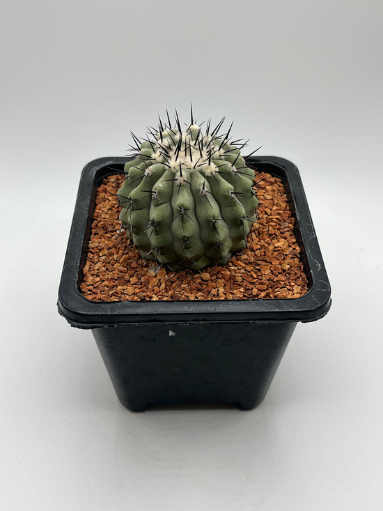 Copiapoa cinerea