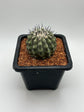 Copiapoa cinerea