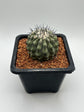 Copiapoa cinerea