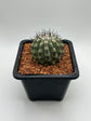 Copiapoa cinerea