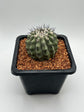 Copiapoa cinerea