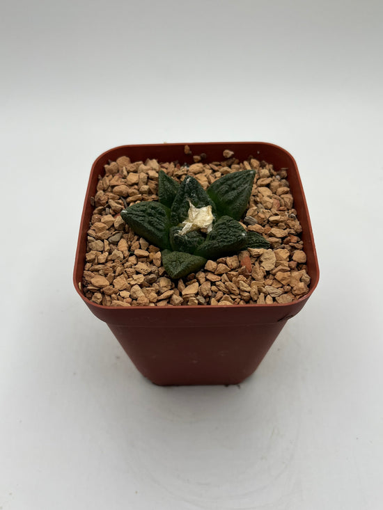Ariocarpus fissuratus