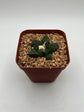 Ariocarpus fissuratus