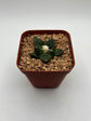 Ariocarpus fissuratus
