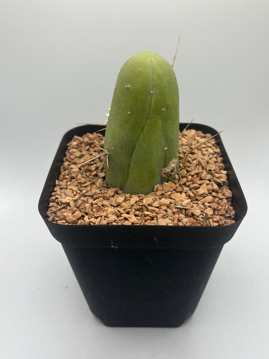 Penis Cactus