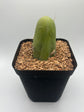 Penis Cactus