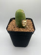 Penis Cactus