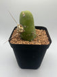 Penis Cactus