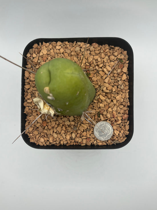 Penis Cactus