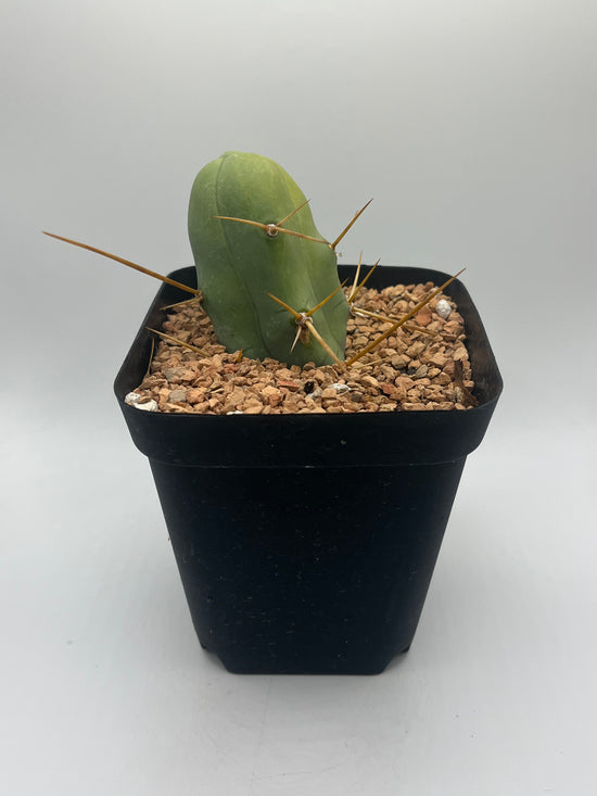 Penis Cactus