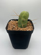 Penis Cactus
