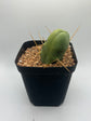 Penis Cactus