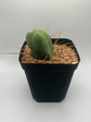 Penis Cactus