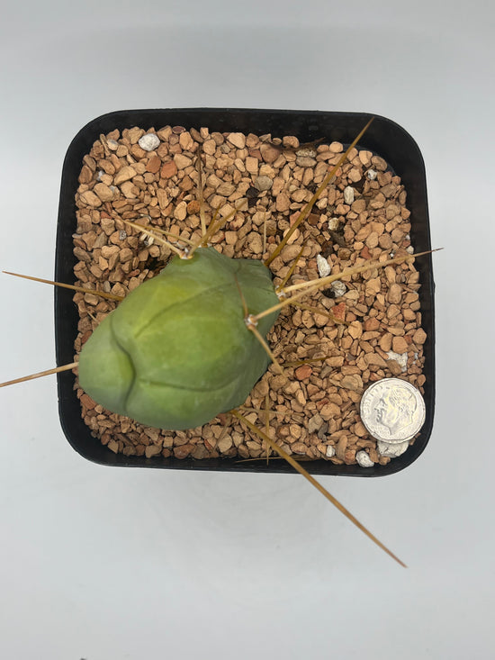 Penis Cactus