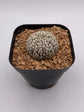 Astrophytum asterias cv. Superkabuto V type