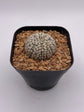 Astrophytum asterias cv. Superkabuto V type