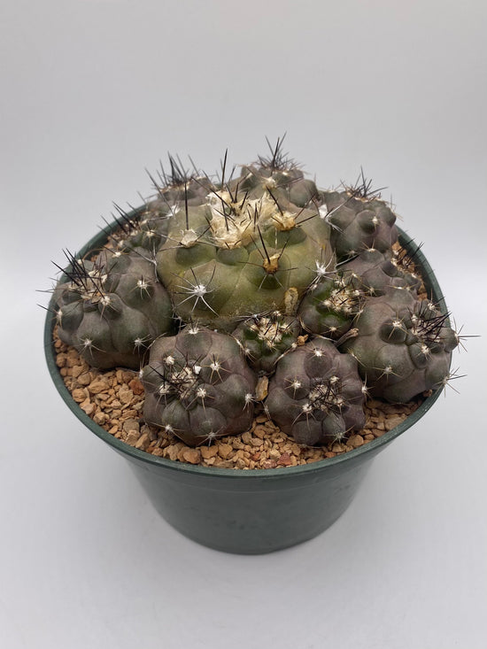 Copiapoa Humilis