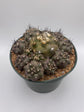 Copiapoa Humilis