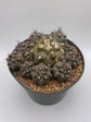 Copiapoa Humilis