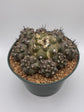 Copiapoa Humilis