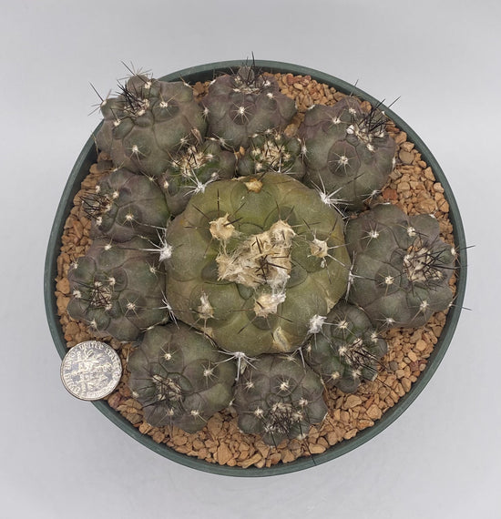 Copiapoa Humilis