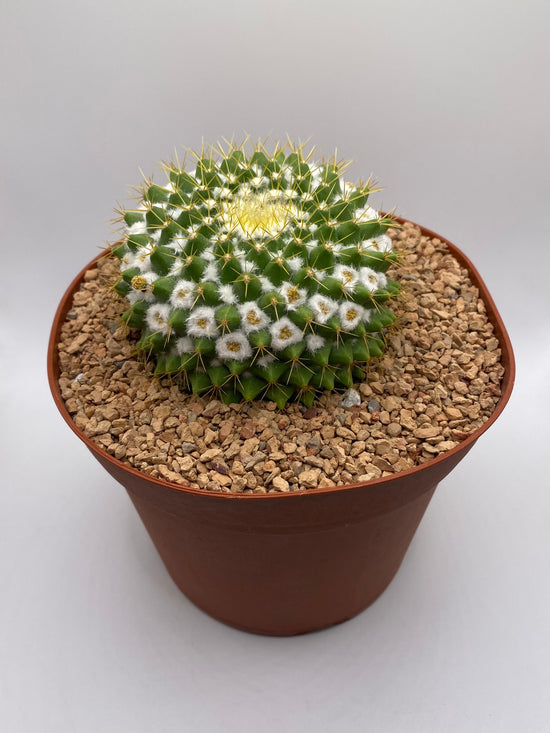 Mammillaria marksiana