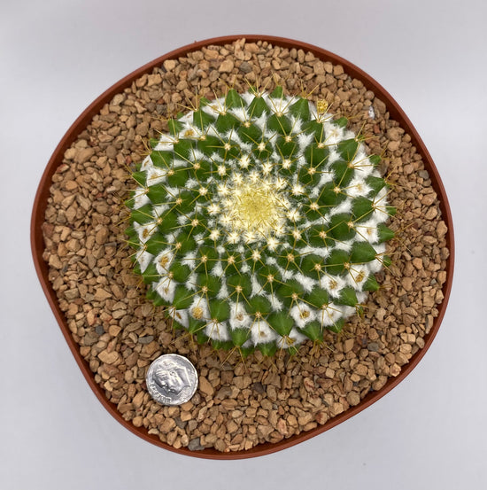 Mammillaria marksiana