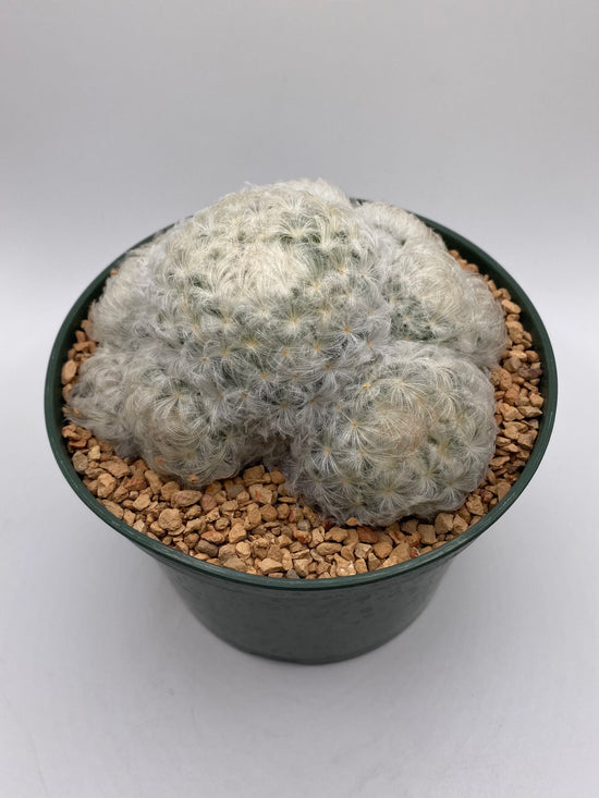 Mammillaria plumosa