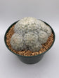 Mammillaria plumosa