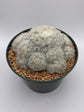 Mammillaria plumosa