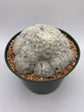 Mammillaria plumosa