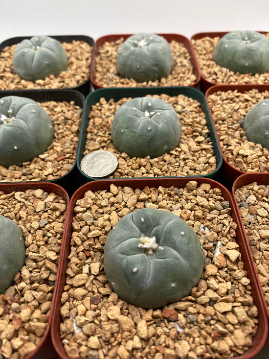 Large LW Button Cactus
