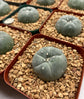 Large LW Button Cactus