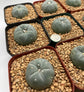 Large LW Button Cactus