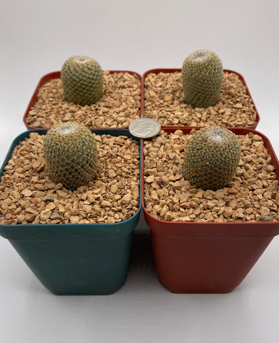 Mammillaria Crucigera