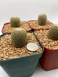 Mammillaria Crucigera