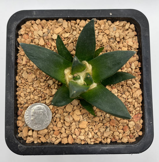 Ariocarpus Scapharostrus