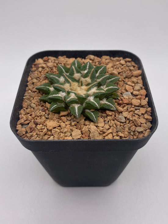 Ariocarpus kotschoubeyanus elephantidens