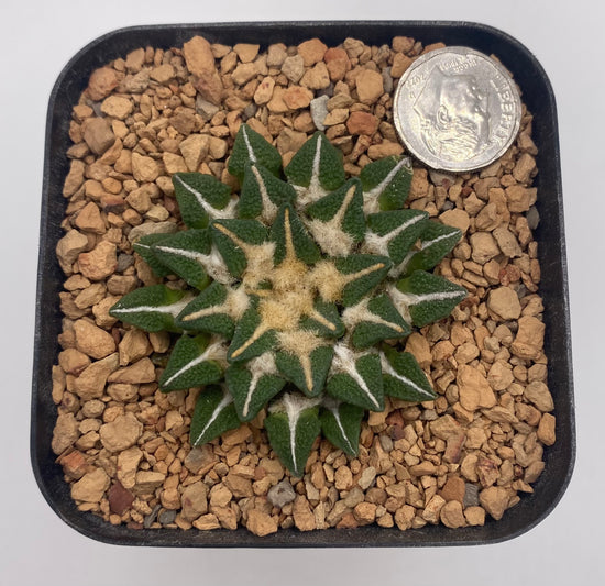 Ariocarpus kotschoubeyanus elephantidens