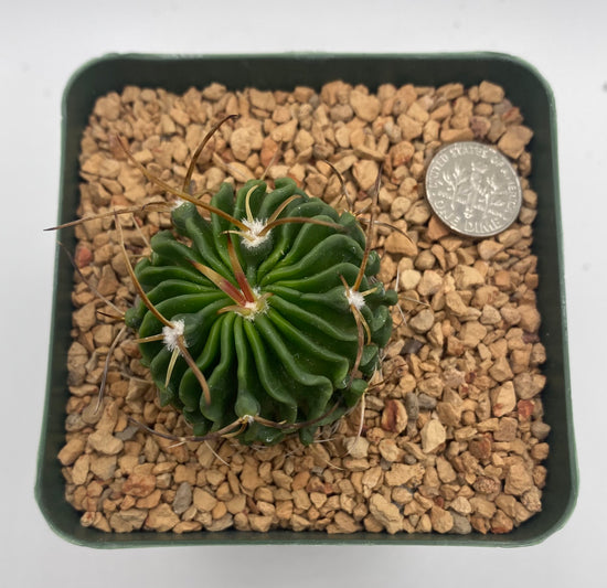 Stenocactus Lamellosus