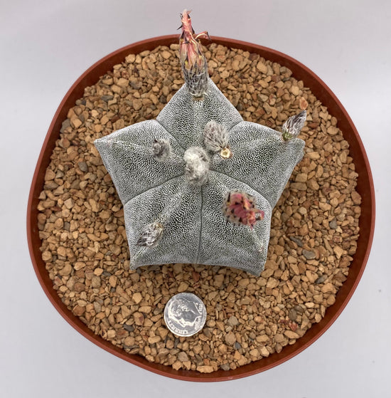 Astrophytum myriostigma