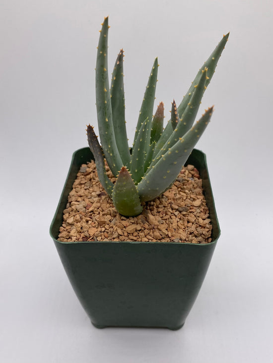 Aloe dichotoma