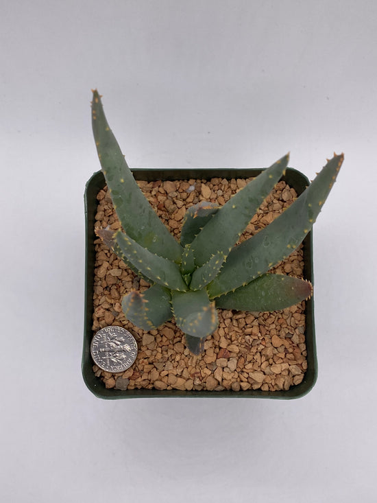 Aloe dichotoma