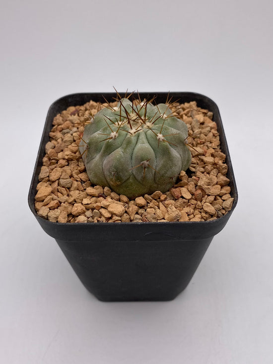 Copiapoa columna-alba