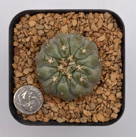 Copiapoa columna-alba