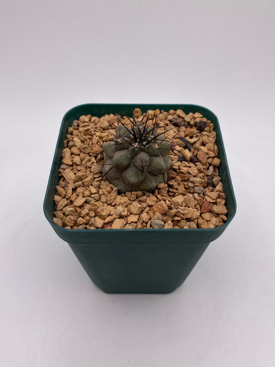 Copiapoa cinerea